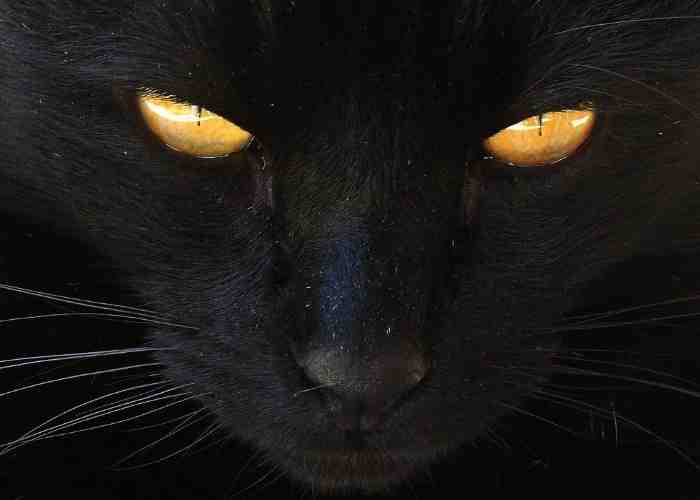 تفسير حلم القطة السوداء لابن سيرين ونابلسي عرب ويب