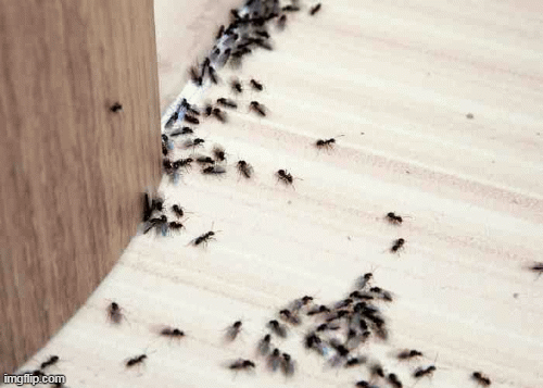 تفسير حلم النمل الكثير في البيت