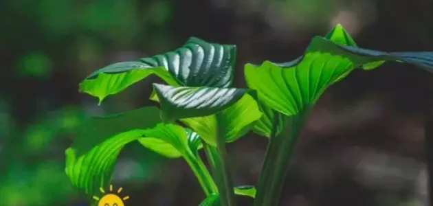 كيف تختلف النباتات عن باقي المخلوقات الحية