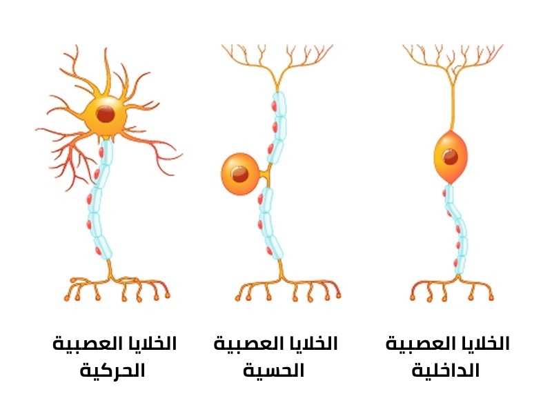  الخلايا العصبية