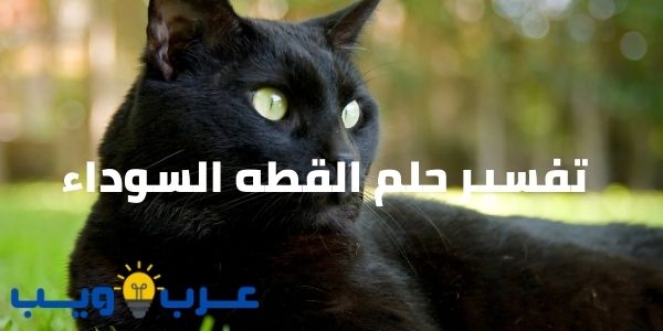 تفسير حلم القطه السوداء ( جميع المعاني ) للإمام الصادق