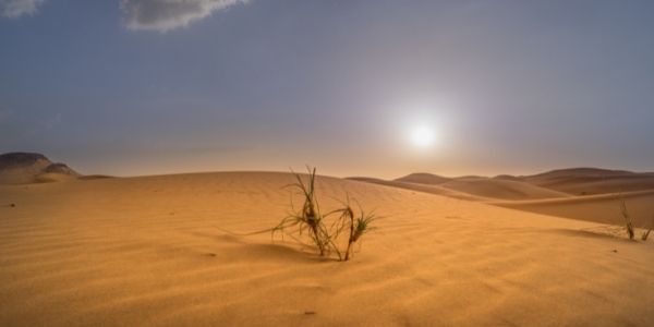 صحراء