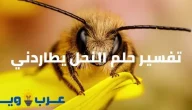تفسير حلم النحل يطاردني بالتفصيل للإمام الصادق